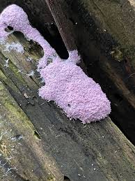 Attēlu rezultāti vaicājumam “Fuligo sp., Lignydium sp.”