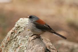 Image result for Junco hyemalis
