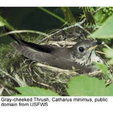 Image result for Catharus minimus