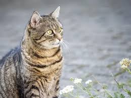 Attēlu rezultāti vaicājumam “Felis silvestris catus”