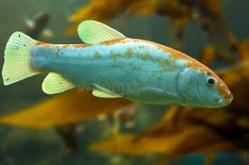 Image result for Tinca tinca