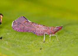 Attēlu rezultāti vaicājumam “Rabdophaga degeeri”