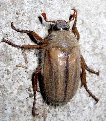 Attēlu rezultāti vaicājumam “Amphimallon solstitiale”