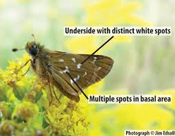 Attēlu rezultāti vaicājumam “Hesperia comma underside”