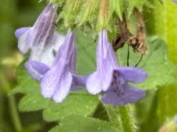 Image result for Glechoma hederacea