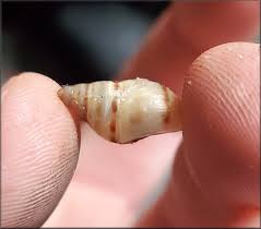 Attēlu rezultāti vaicājumam “Diderma roanense macro”