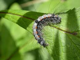 Attēlu rezultāti vaicājumam “Lithosia quadra male”