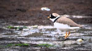Attēlu rezultāti vaicājumam “Charadrius hiaticula”