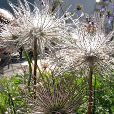 Image result for Pulsatilla