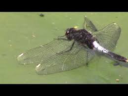 Attēlu rezultāti vaicājumam “Leucorrhinia caudalis”