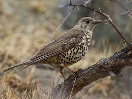 Attēlu rezultāti vaicājumam “Turdus viscivorus”