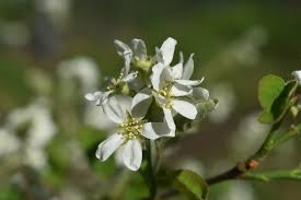 Attēlu rezultāti vaicājumam “Amelanchier spicata flower”