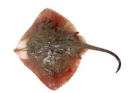 Image result for Amblyraja radiata