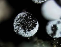 Attēlu rezultāti vaicājumam “Lycogala conicum sessile”