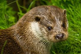 Image result for Eltham Otters