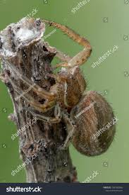 Attēlu rezultāti vaicājumam “Xysticus bifasciatus”