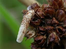 Attēlu rezultāti vaicājumam “Coleophora alticolella”