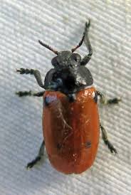 Attēlu rezultāti vaicājumam “Clytra quadripunctata”