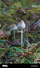 Attēlu rezultāti vaicājumam “Mycena filopes”