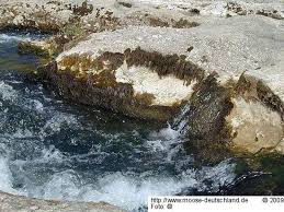 Attēlu rezultāti vaicājumam “Cinclidotus danubicus”