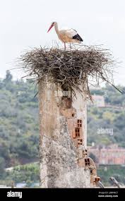 Attēlu rezultāti vaicājumam “Ciconia ciconia nest”
