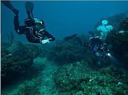 Image result for Deep and Wide Diving