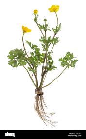 Attēlu rezultāti vaicājumam “Ranunculus bulbosus flower”