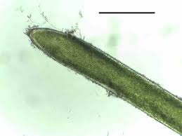 Attēlu rezultāti vaicājumam “Nitella flexilis”