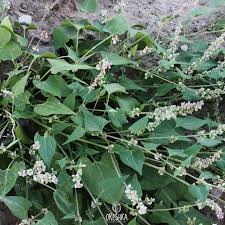 Attēlu rezultāti vaicājumam “Fallopia convolvulus fruit”