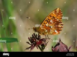 Attēlu rezultāti vaicājumam “Boloria aquilonaris underside”