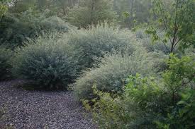 Attēlu rezultāti vaicājumam “Salix purpurea”