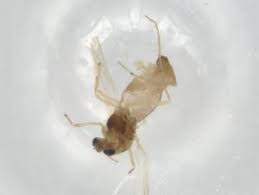 Attēlu rezultāti vaicājumam “Tanytarsus”