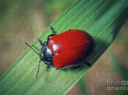 Attēlu rezultāti vaicājumam “Chrysomela populi”