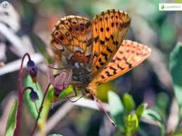 Attēlu rezultāti vaicājumam “Boloria aquilonaris underside”