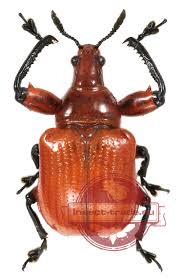 Attēlu rezultāti vaicājumam “Attelabidae”