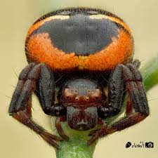 Attēlu rezultāti vaicājumam “Metatrichia floriformis stalked”