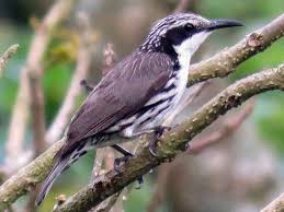 Attēlu rezultāti vaicājumam “Rhabdomiris striatellus imago”