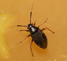 Attēlu rezultāti vaicājumam “Capsus ater imago”