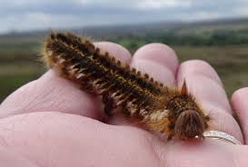 Attēlu rezultāti vaicājumam “Euthrix potatoria cocoon”
