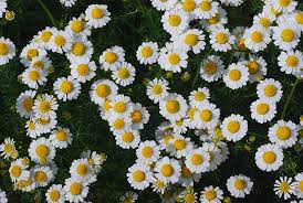 Attēlu rezultāti vaicājumam “Matricaria chamomilla flower”