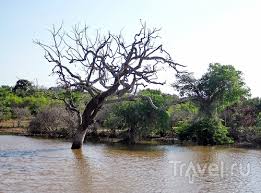 Image result for Яла заповедник