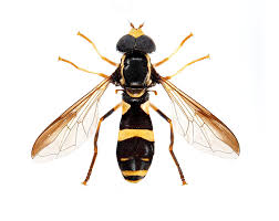 Attēlu rezultāti vaicājumam “Xanthogramma sp.”