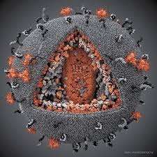 Image result for фотография вируса вич