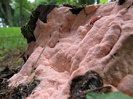 Attēlu rezultāti vaicājumam “Ruzenia spermoides”