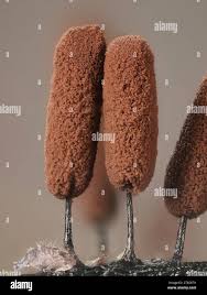 Attēlu rezultāti vaicājumam “Stemonitopsis hyperopta”