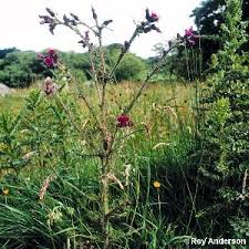 Attēlu rezultāti vaicājumam “Cirsium palustre”