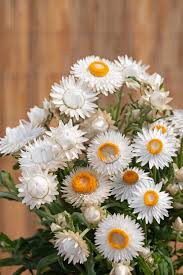 Image result for Helichrysum lindleyii
