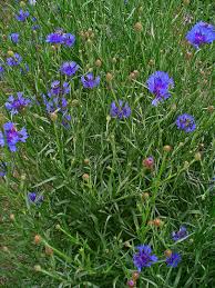 Image result for Centaurea cyanus