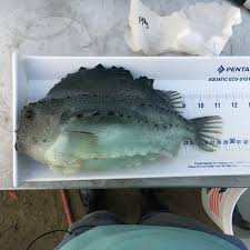 Image result for Cyclopterus lumpus