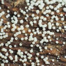 Attēlu rezultāti vaicājumam “Henningsomyces candidus”